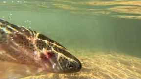 Wilderness Wonders: A Fly Fishing Journey in North Georgia