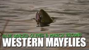 Fly Fishing Spring Western Hatches - 4 Days Blue-Winged Olives and March Brown Mayflies