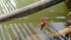 5 hours of active camera recording live frog fishing bait finally go a fish as big as a tree