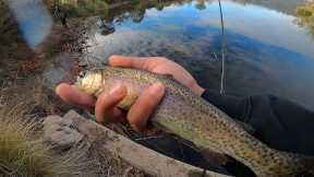 Catching Trout limits at Lake Murray | New Years Eve Fishing