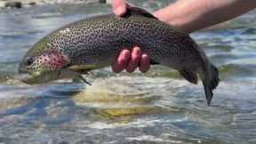 Urban Fly Fishing (NONSTOP ACTION)