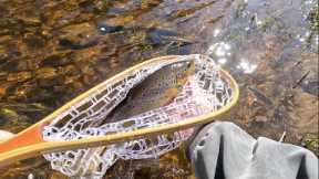 Fly Fishing for Brown Trout on the River Doon 7th April