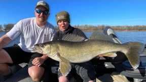 Catching Massive Rainy River Walleye!
