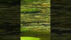 Spring Creek Dry Fly Fishing - Summer Dry Fly Fun!