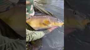 Releasing a banger of a 20 from the low stock club lake