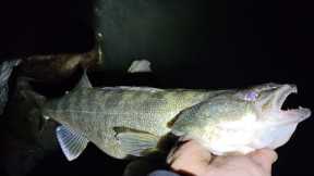 Lake Erie walleye shore fishing report