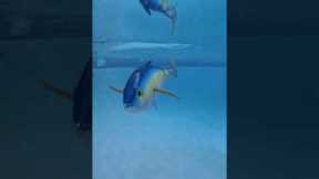 Ridiculously MASSIVE TUNA Fishing LURE🤯swimming action (2.2Lbs)