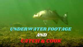 Lake Pleasant AZ -  Tips for Shore Fishing! (underwater footage and catch & cook)
