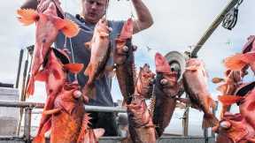 Amazing Longline Fishing By Hand Catch Many Fish That live on The Sea
