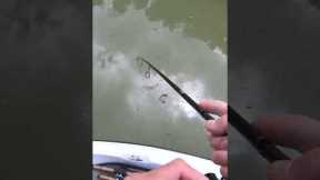 White Bass Fishing Lake Nacimiento, Ca