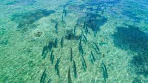 Flyfishing For Tarpon - Florida Keys - Saltwater Experience
