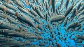 Revolutionary Underwater Camera System for Fishermen and Diving Enthusiasts