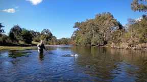 Fly Fishing The Goulburn River