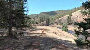 Colorado Fly Fishing Small Creek With Aggressive Brown Trout!!!
