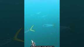 The Fastest Growing Fish In The Ocean CATCH AND COOK