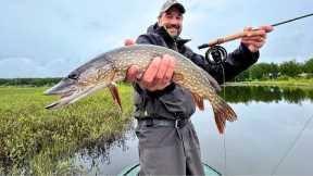 I Had to KILL Every One I Caught - WHAT?! (Fly Fishing)