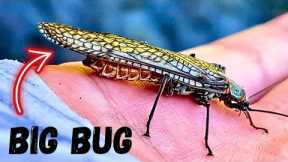 Fly Fishing Central Oregon - 3 Days (Salmon Fly Hatch)