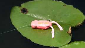 Fishing a Bubble Gum Frog in Bass Infested Waters!