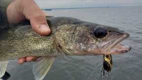 Oneida Lake Fishing Report | TGIF Edition