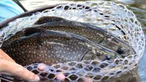 Top 5 Stillwater Fly Patterns I Stillwater Fly Fishing