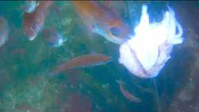 Dropping A Baited Camera Underwater To See What Fish I Can Find!