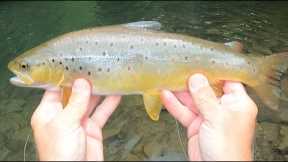 FLY FISHING THE EVENING RISE, Summer 2023