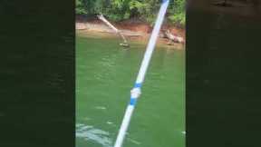 Monster Lost on a Kids Pole... Lake Lanier