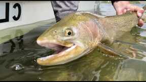 INSANE DAY - Fly Fishing Colorado at Spinney Mountain Res - Roping HOGS on HOPPERS with a Legend