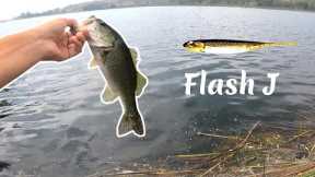 We found the School... (Lake Miramar Bass Fishing)