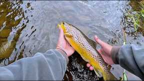 Fly Fishing on the River Doon Ayrshire Scotland