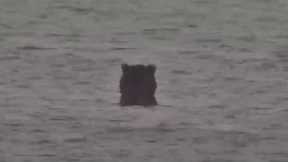 Cute bear fishing way out in the lake 2023-09-03 c. 11:20am KRV explore.org