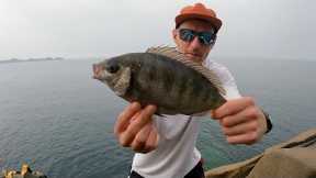 LIGHT FLOAT FISHING | BLACK BREAM | CATCH & COOK