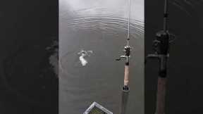 HOW TO CATCH PIKE 97.5% OF THE TIME IN LOCAL LAKES (fishing pike)