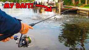 7 Days Following the World’s Craziest Fish Migration! (Catch & Cook)