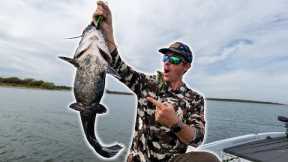Fishing the Fall Transition | Everything Eating Shad!