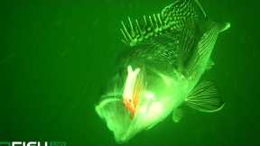 Jig Fishing on Fire + Underwater Drone Views!