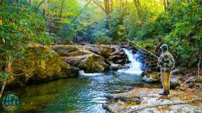 Fly Fishing Small Creek Heaven!! || Trout Fishing North Carolina and Virginia