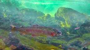 Insane Crystal Clear Creek Fishing for Trout! (Underwater Footage)