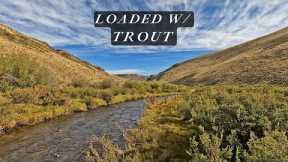 40 browns in 4 hours...this creek is loaded with trout!