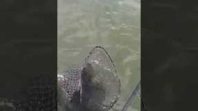 Bone Lake Monster with Dad! Maybe Not #fishing #musky #muskie #catchandrelease #wisconsin #