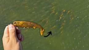 Fishing  *NEW* NLBN Unreleased Lure for Saltwater Monsters!