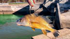 A BIG FISH was Living in the DEPTHS of this SPILLWAY!!! (Surprise Catch!)