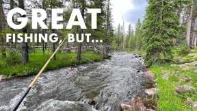 This Creek Has TOO MANY Fish! (Tenkara Fly Fishing)