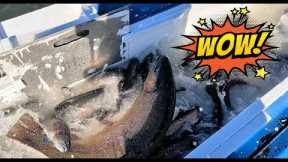 11/22/23 MASSIVE STOCKING - HUGE SUPER TROUT, TROPHY TROUT & SIERRABOWS AT SANTA ANA RIVER LAKES