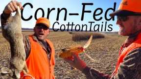 Rabbit Hunting in a massive Corn Field! {Catch Clean Cook}