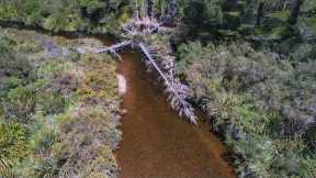 Hidden Treasures: Fly Fishing Tiny Creek For Epic Brown Trout