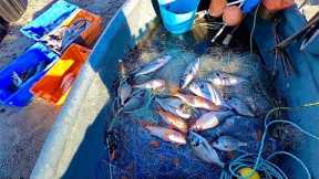 BIG CATCH OF FISH on my Birthday - Commercial Gill Netting in a 12 foot Boat ! Prize Fish