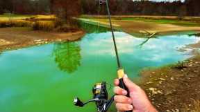 This Creek had ALL the FISH Species!!