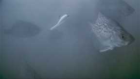 CRAPPIE FISHING WITH UNDERWATER CAMERA | LOTS OF ACTION🎥