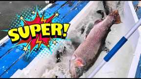 11/30/23 SUPER STOCKING - HUGE TROUT & THOUSANDS OF SIERRABOWS AT SANTA ANA RIVER LAKES